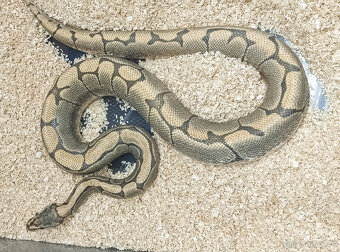 Adult Python Regius - 2