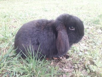 Zakrslý beránek, samec - 2