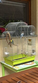 Agapornis - 2