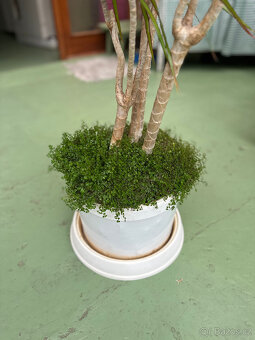 Dracena - 2