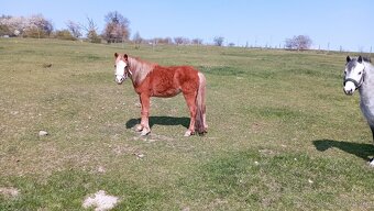 Klisna Welsh mountain pony, sekce A - 2