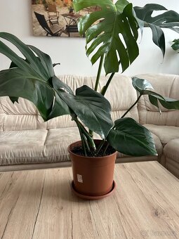 Monstera cca 85 cm - 2