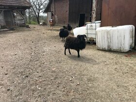 Quessandské ovce - 2