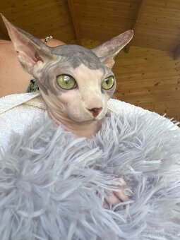 Kanadský sphynx - 2