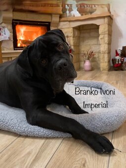 Krycí pes Cane Corso - 2