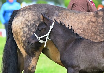 Pony ,WPBR, hříbě - 2