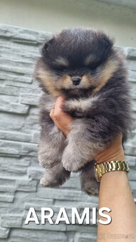 Německý špic trpasličí/Pomeranian 3 kluci - 2