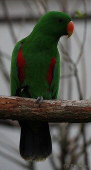 Eklektus různobarvý (Eclectus roratus) - 2