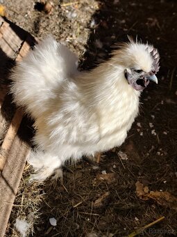 Kohoutek Hedvábničky - 2