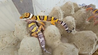 Gekoncik noční - 2