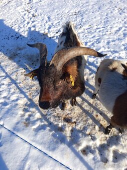 HOLANDSKÁ ZAKRSLÁ KOZA KOZEL - 2