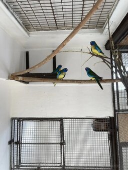 Prodám neofémy modrohlavé 4,0 - 2