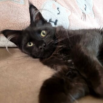 Mainská mývalí kočička s PP - 2