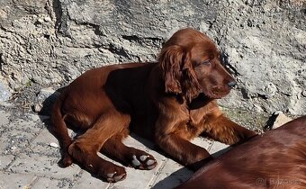 Irský setr s PP - 2