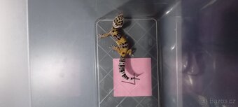 gekončík noční - 2