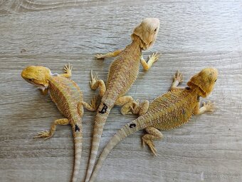 Agama vousata - 2