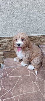 Maltipoo ,maltipo - 2