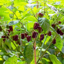 Habanero, Kajensky pepř sazenice - 2