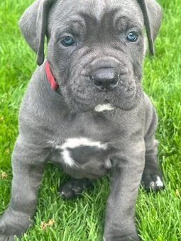 Cane Corso s PP - 2