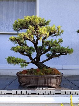 Borovice lesní (Pinus sylvestris) bonsai - 2