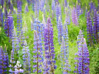 Lupinus polyphyllus- Lupina , Vlci bob - 2