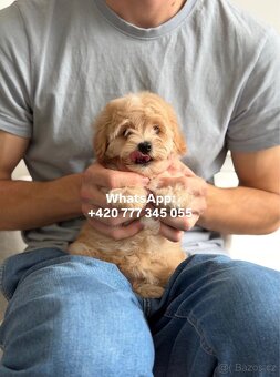 Štěňátko chlapeček Maltipoo - 2