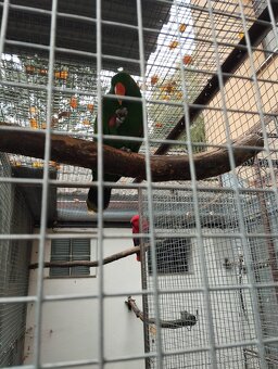 Eklektus polychloros 1.0 - 2