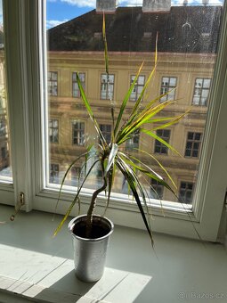 Dracena Marginata - 40 cm - 2