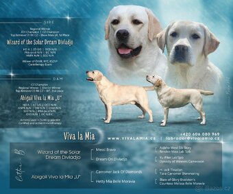 🐾 Labradorský retrívr s PP – štěňátka k odběru ihned 🐾 - 2