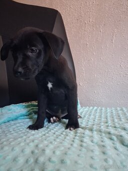 Štěňátka kříženci stardšírský bullteriér - 2