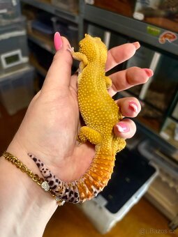 Gekončík noční Adult samec Green Tangerine - 2