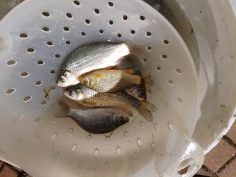 Nástražní rybičky - 2