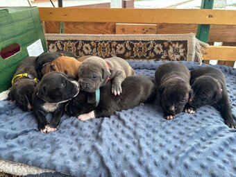 Americký stafordsirsky terier, Stafford, amstaf - 2