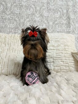 jorkšírský teriér s pp fci - 2