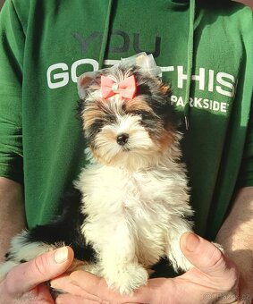 Biewer jorkšírský teriér holčička - 2