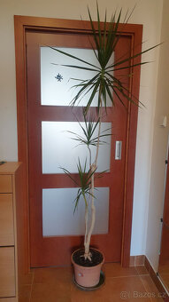 Dracena - dračinec pokojová kytka 2m - 2