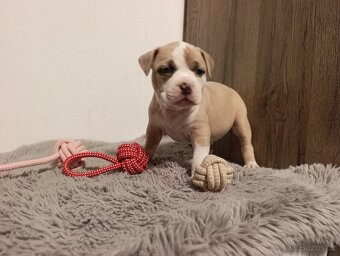 American Bully Standard - 2