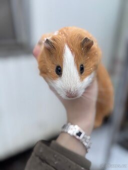 Prodám morčata 2 samci - 2