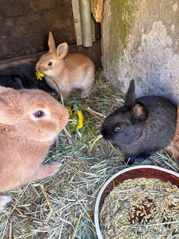 Prodám králíčata - 2