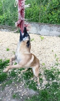 Belgický ovčák malinois - 2