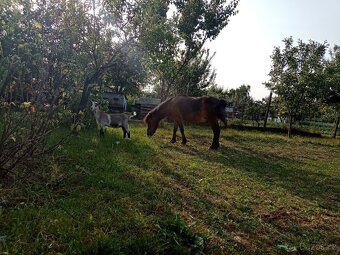 Poník - pony - spoločník - 2