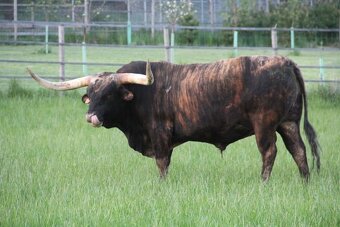 Plemenný býk Texas Longhorn 🐂 - 2