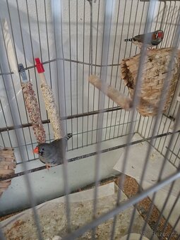 Zebříčky pareček - 2