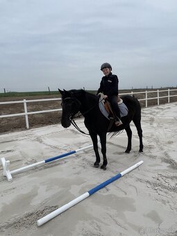 Spolehlivá klisna New Forest pony - 2