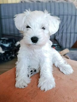 Knírač malý bílý s PP - 2