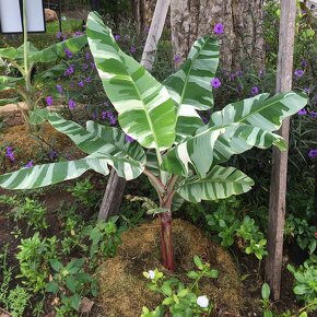 Banánovník Florida var., Nono pink - 2