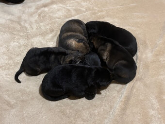 Německý ovčák - štěňata s PP - 2