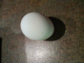 Prodám vajíčka - 2