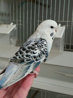 Andulka 30 denní z budky - 2