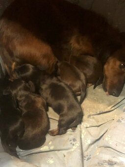 Jezevčík dlouhosrstý - 2